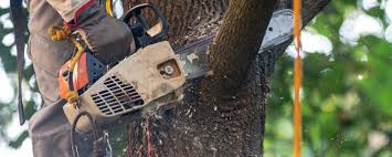 How Our Tree Care Process Works  in  Grand Rapids, MN