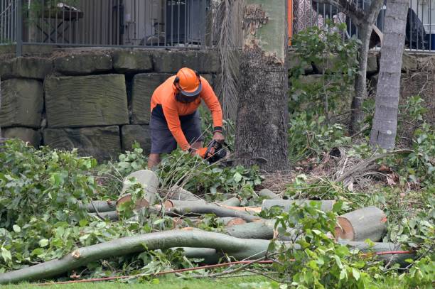 Best Stump Grinding and Removal  in Grand Rapids, MN